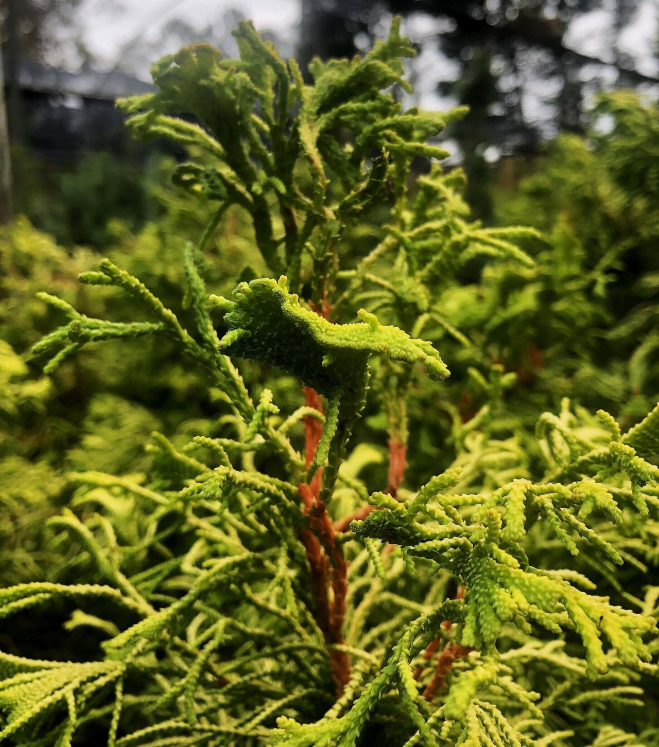 Chamaecyparis obtusa 'Golden Whorl' - mapleridgenursery