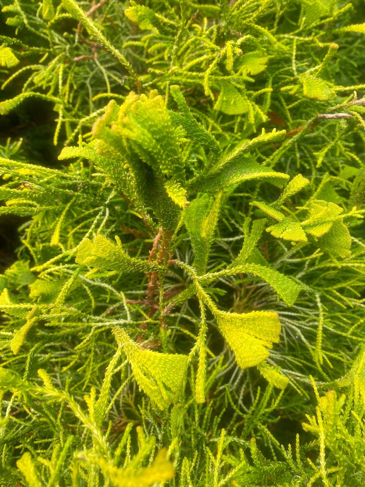 Chamaecyparis obtusa 'Golden Whorl' - Maple Ridge Nursery