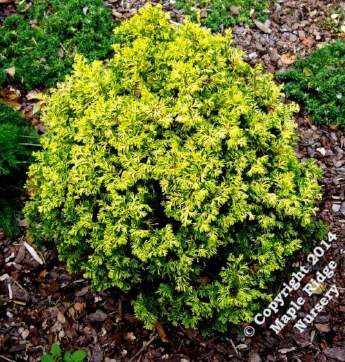 Chamaecyparis obtusa 'Kamaeni Hiba' - mapleridgenursery