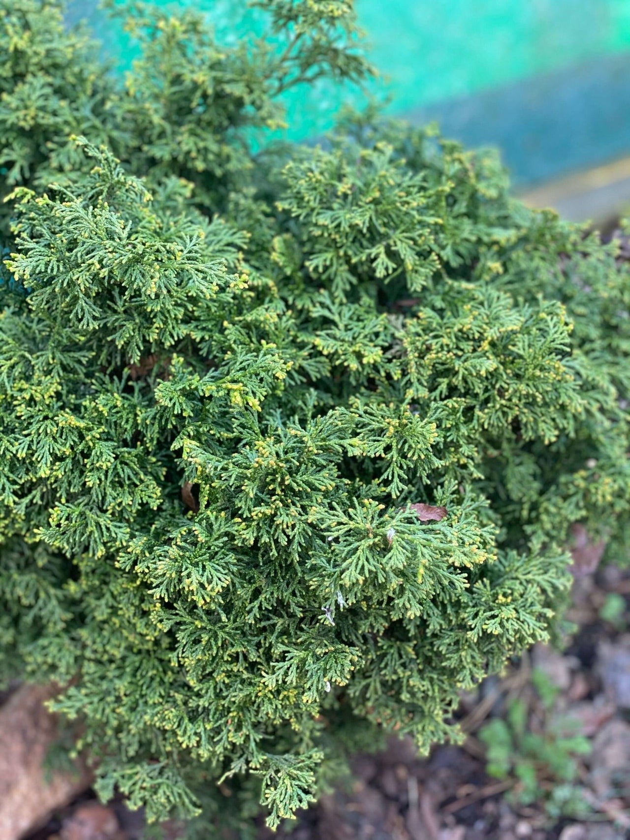 Chamaecyparis obtusa 'Mariesii' - mapleridgenursery