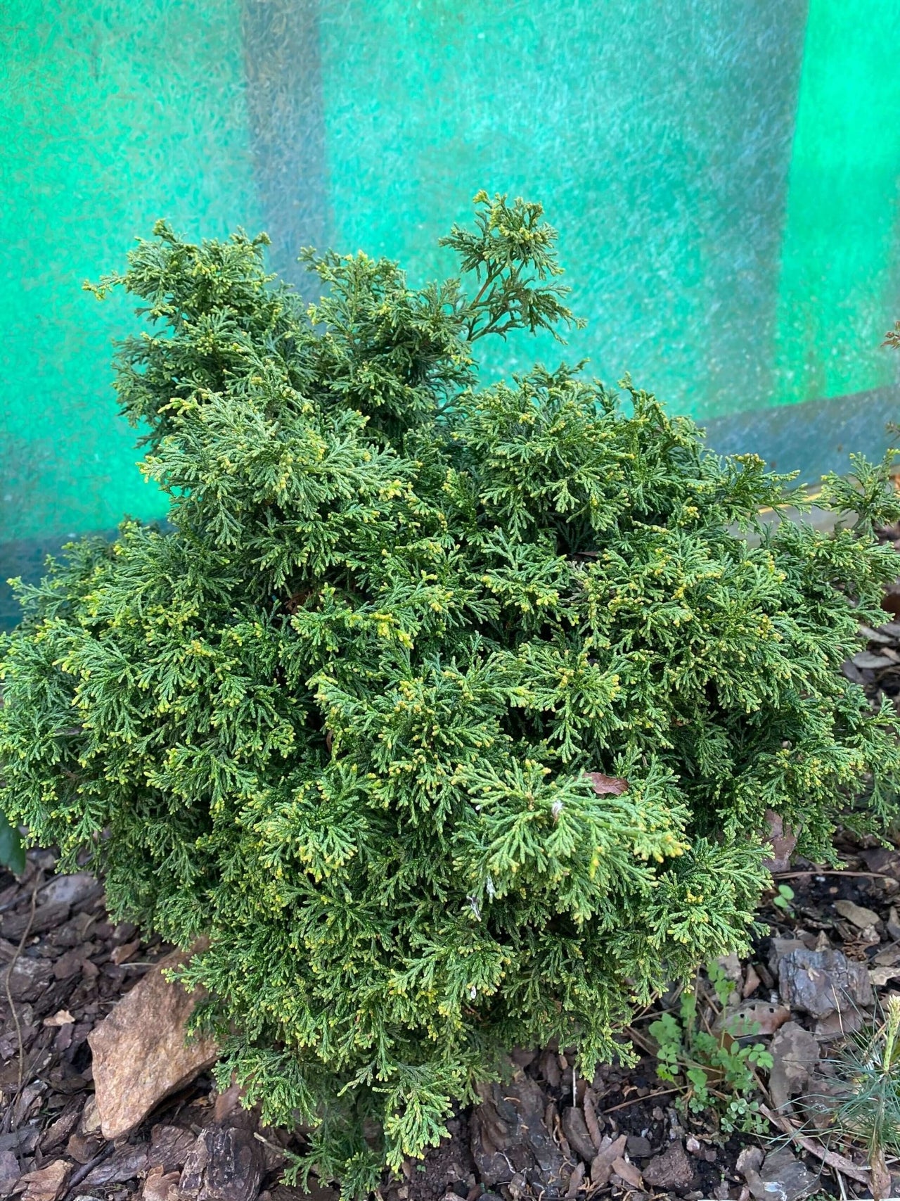 Chamaecyparis obtusa 'Mariesii' - mapleridgenursery