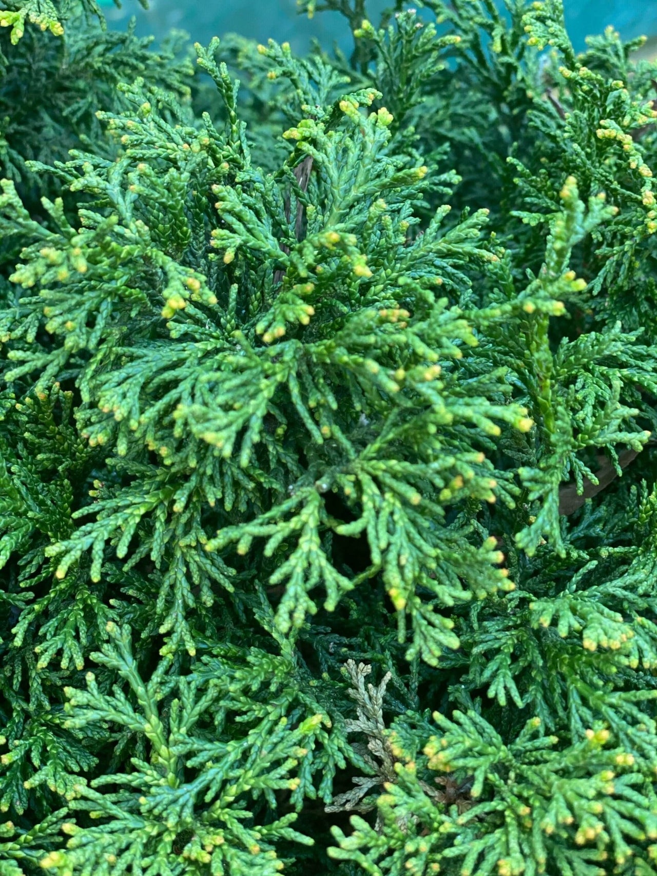 Chamaecyparis obtusa 'Mariesii' - mapleridgenursery