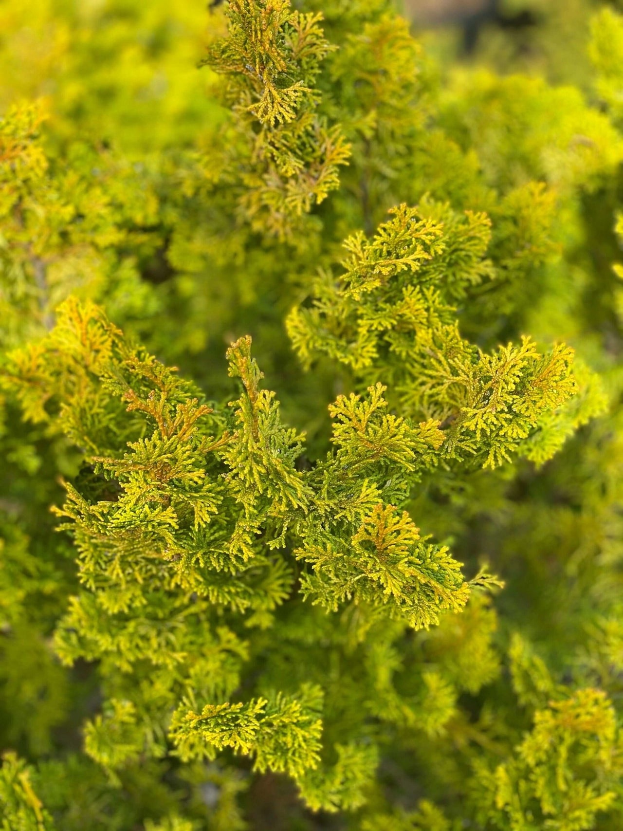 Chamaecyparis obtusa 'Meroke' - mapleridgenursery