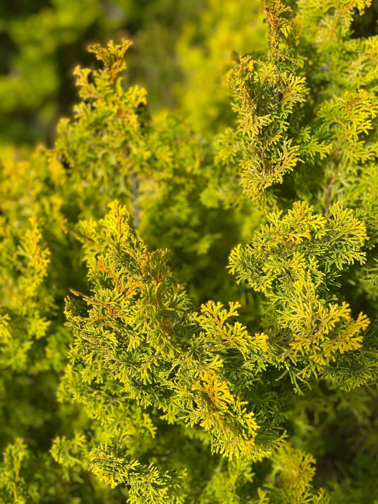 Chamaecyparis obtusa 'Meroke' - mapleridgenursery