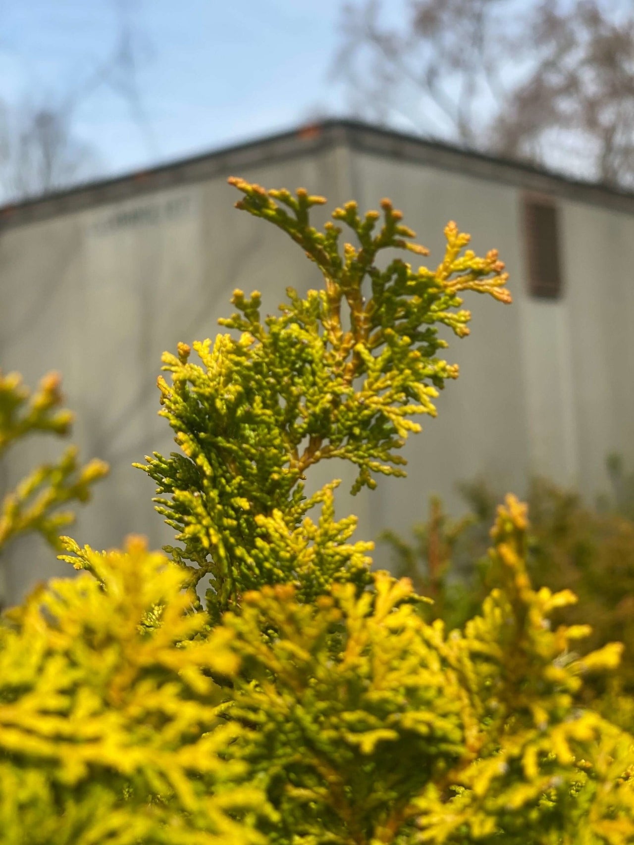 Chamaecyparis obtusa 'Meroke' - mapleridgenursery