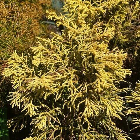 Chamaecyparis obtusa 'Rashahiba variegata' - mapleridgenursery