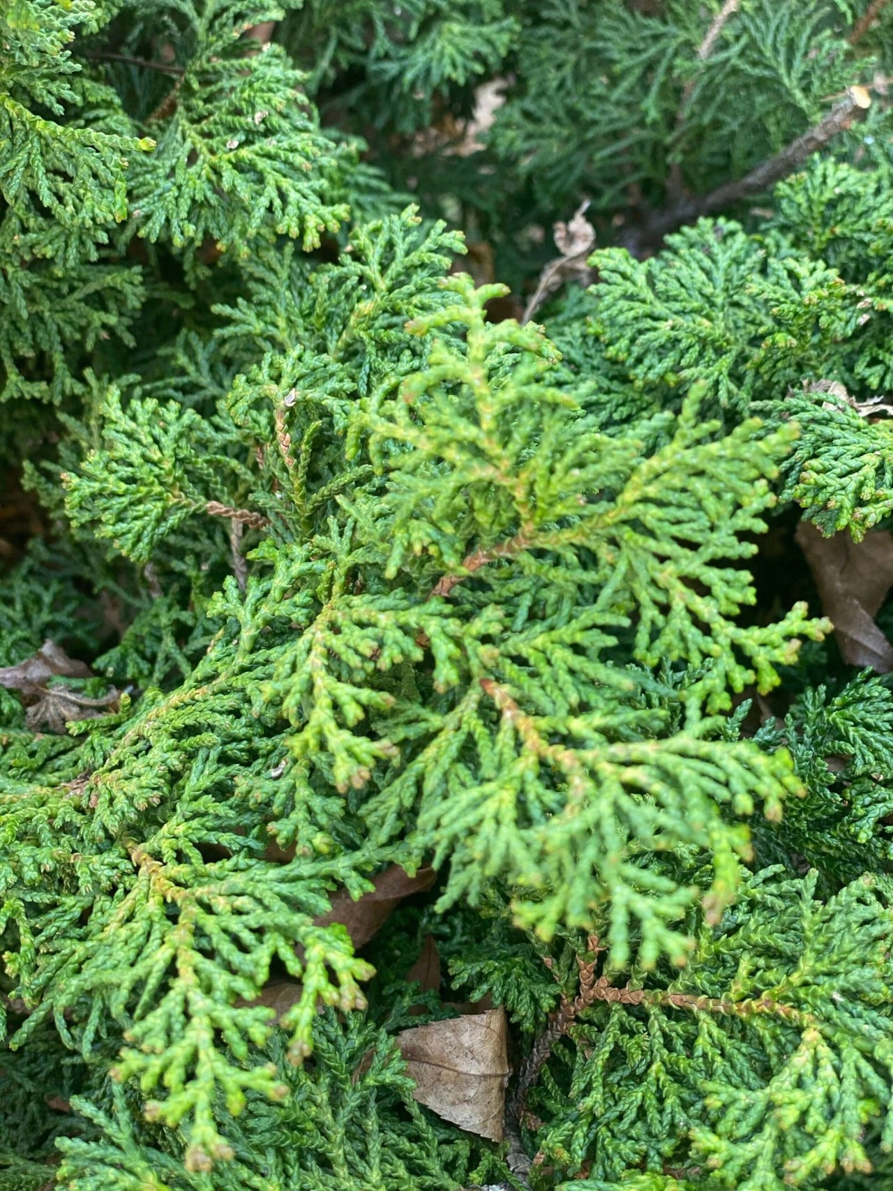 Chamaecyparis obtusa 'Reis Dwarf' - mapleridgenursery