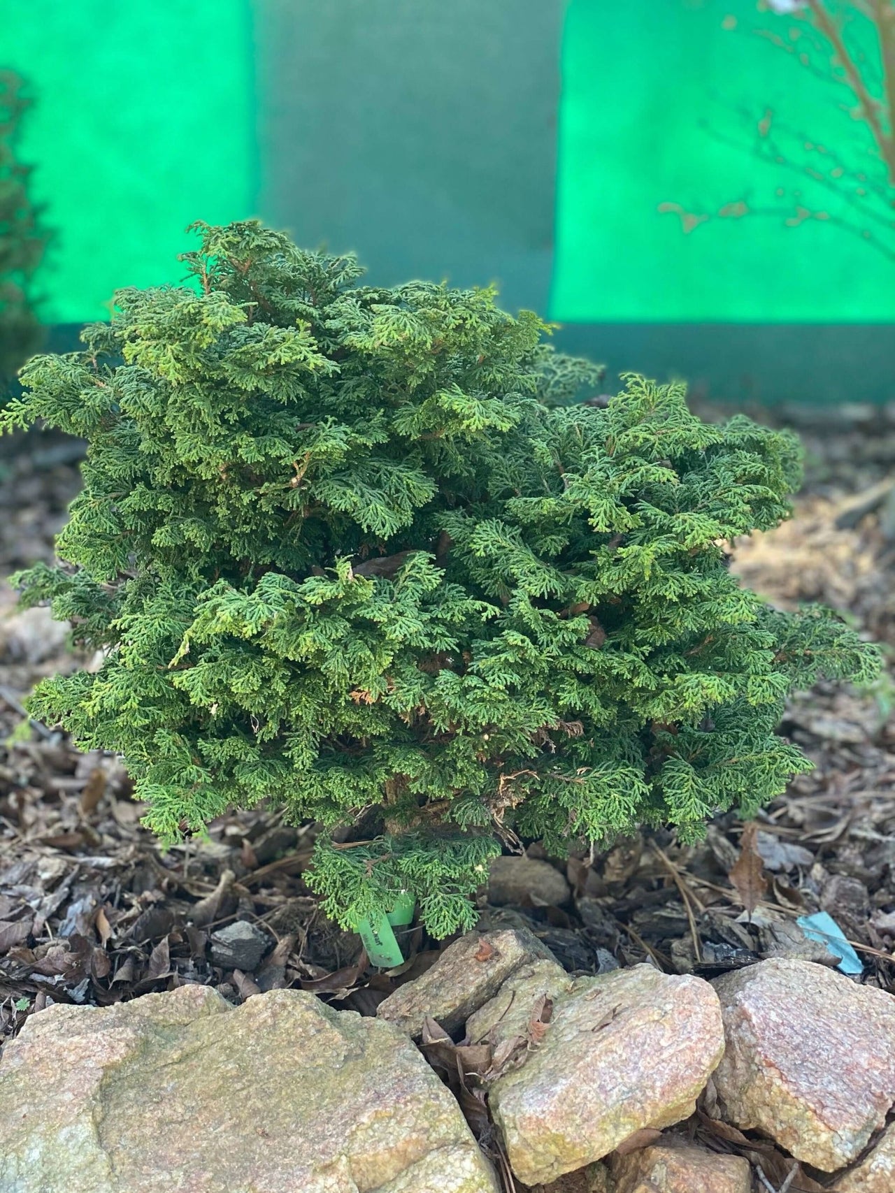 Chamaecyparis obtusa 'Reis Dwarf' - mapleridgenursery