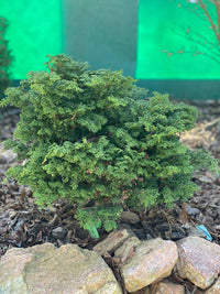 Thumbnail for Chamaecyparis obtusa 'Reis Dwarf' - mapleridgenursery