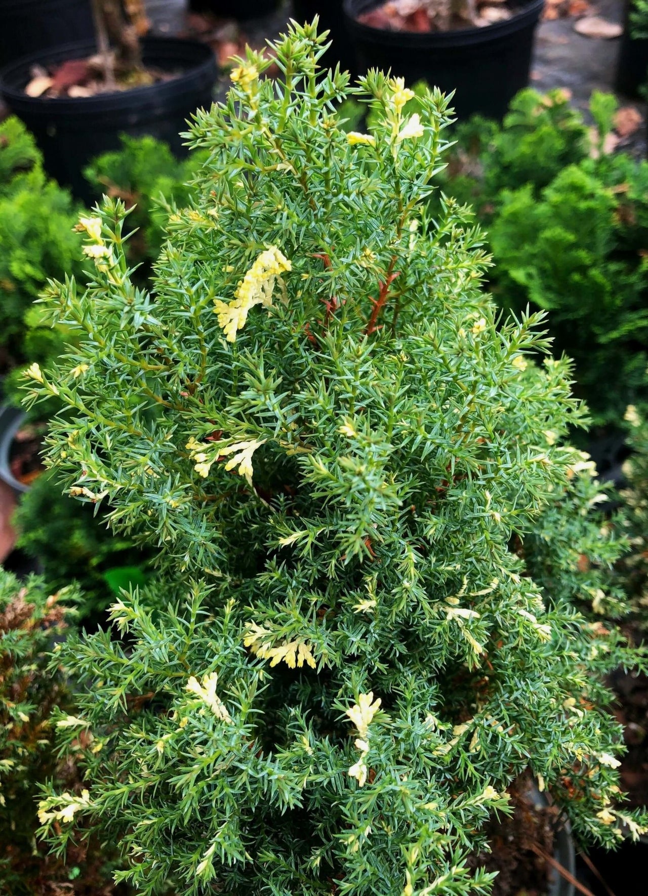 Chamaecyparis obtusa 'Snowflake' - mapleridgenursery