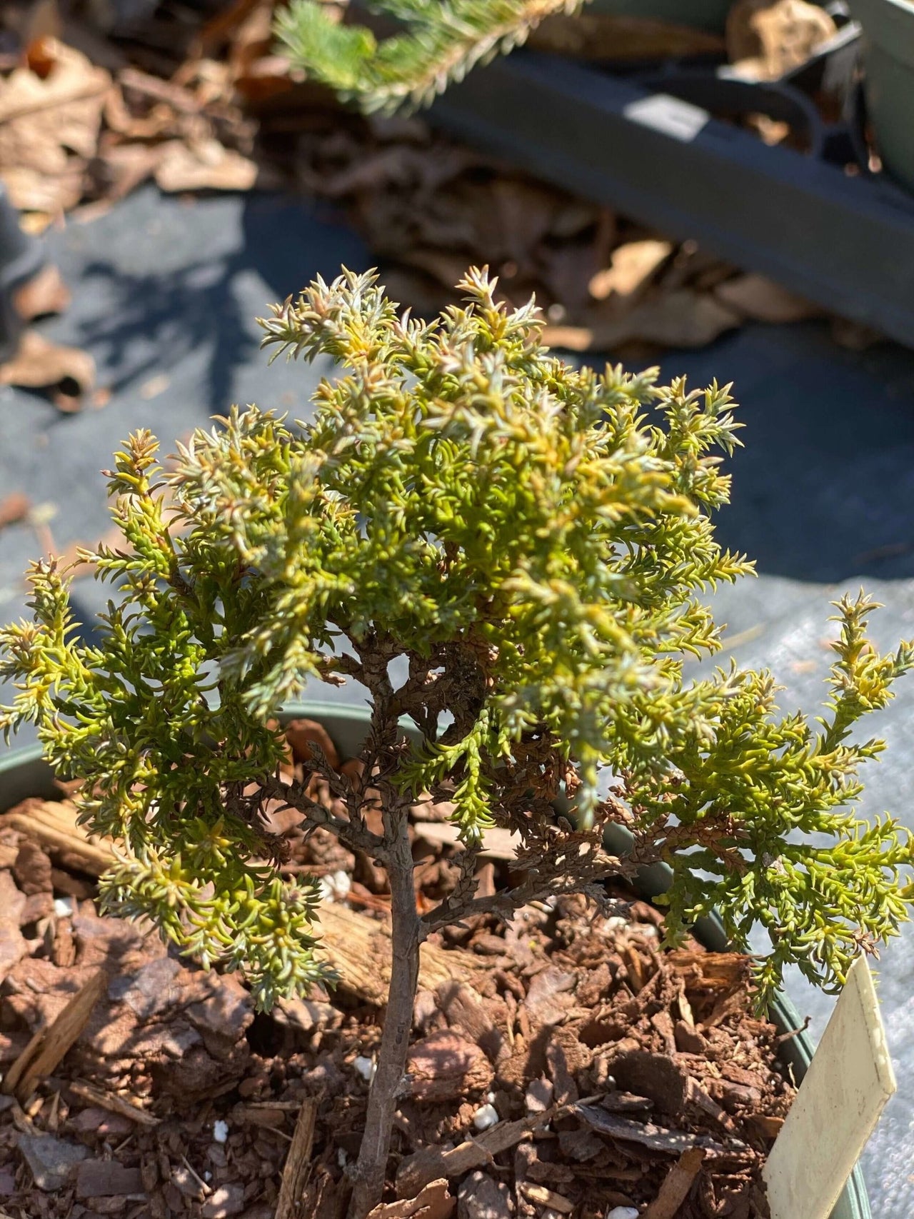 Chamaecyparis obtusa 'Split Rock' - mapleridgenursery