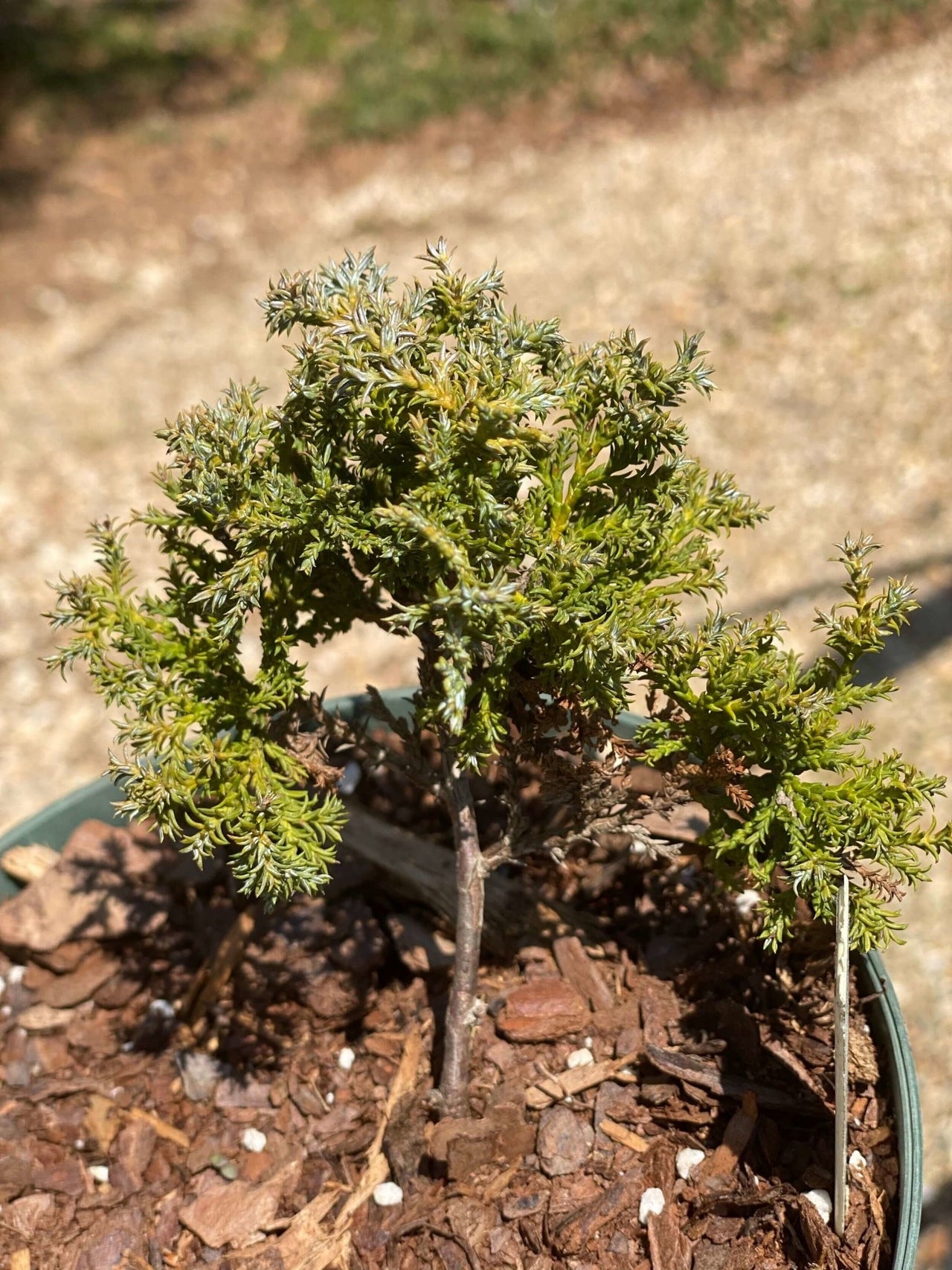 Chamaecyparis obtusa 'Split Rock' - mapleridgenursery