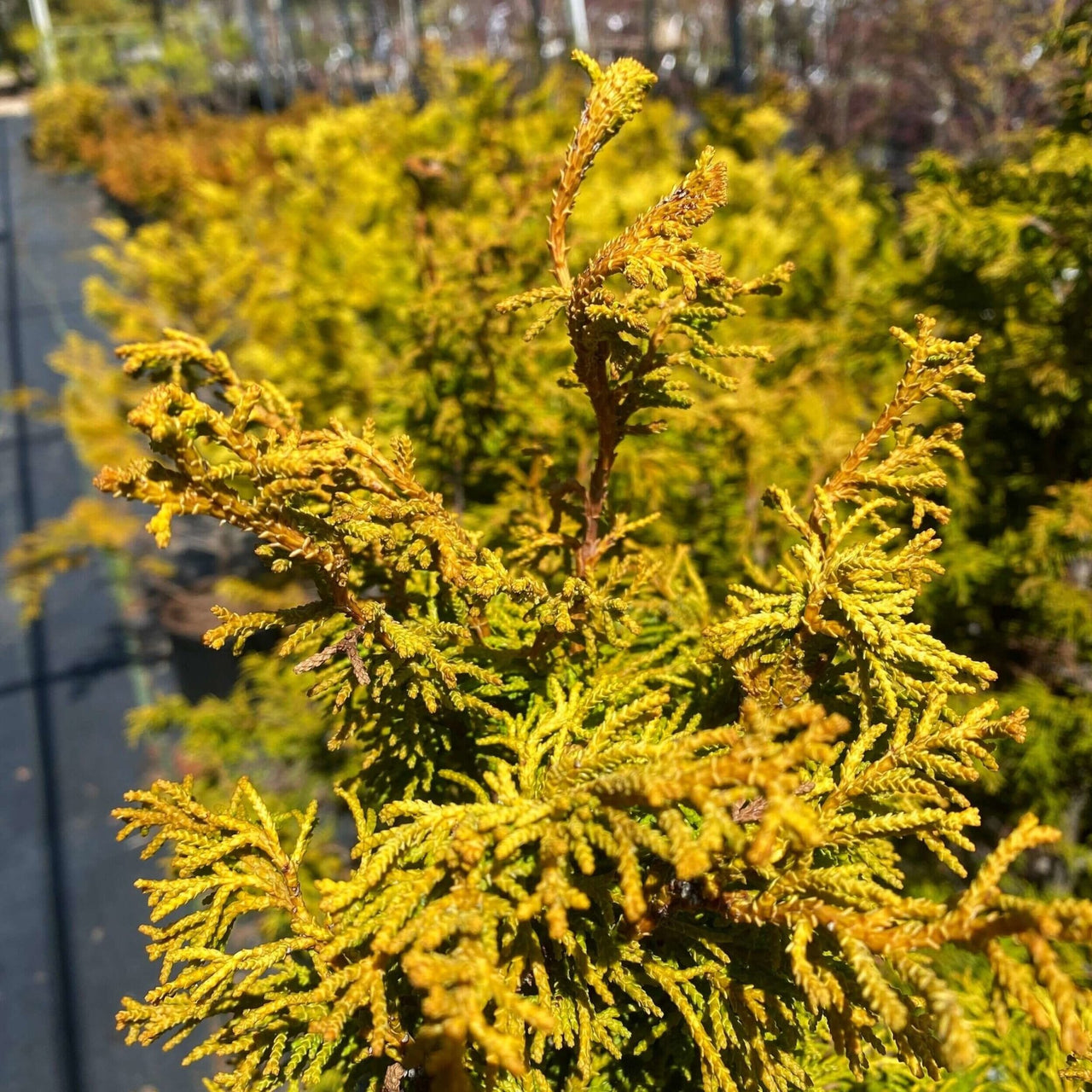 Chamaecyparis obtusa 'Sunny Swirl' - mapleridgenursery