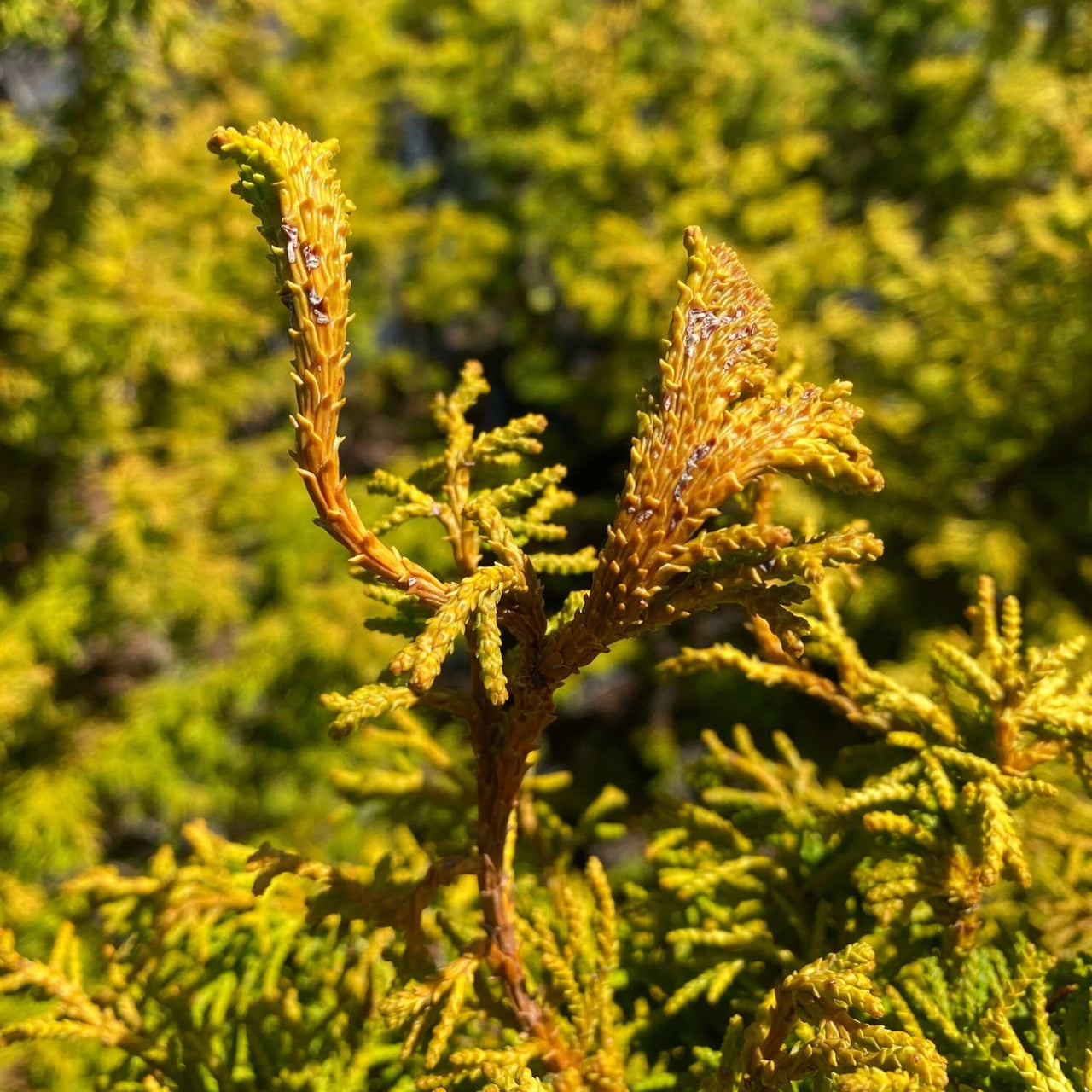 Chamaecyparis obtusa 'Sunny Swirl' - mapleridgenursery