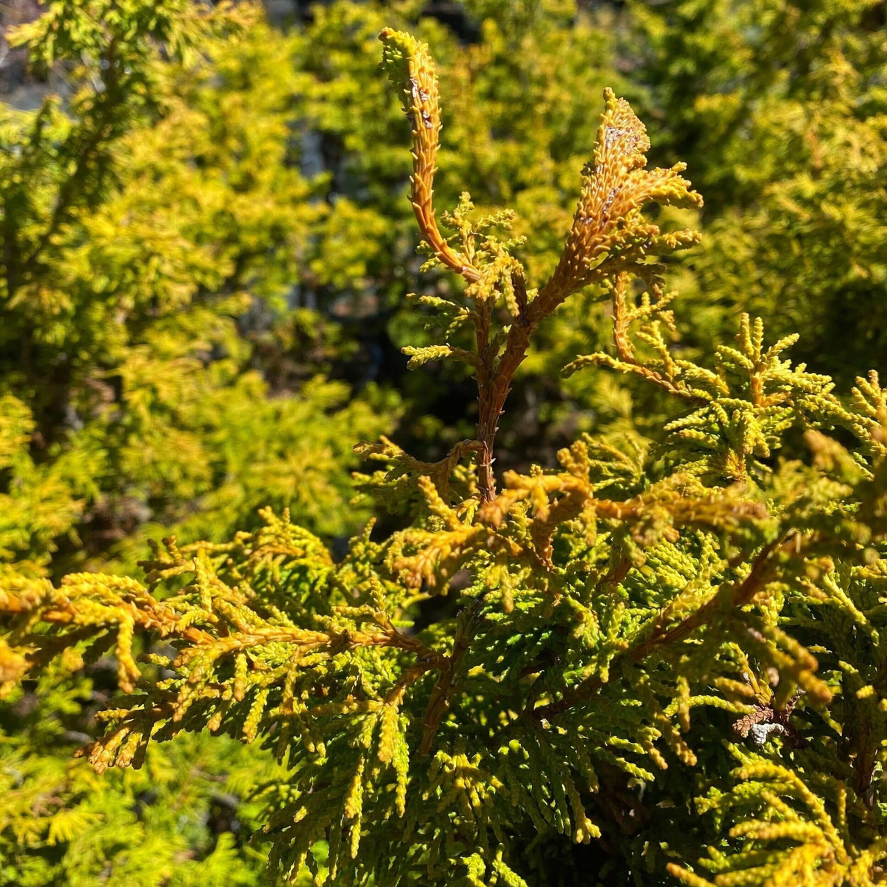 Chamaecyparis obtusa 'Sunny Swirl' - mapleridgenursery