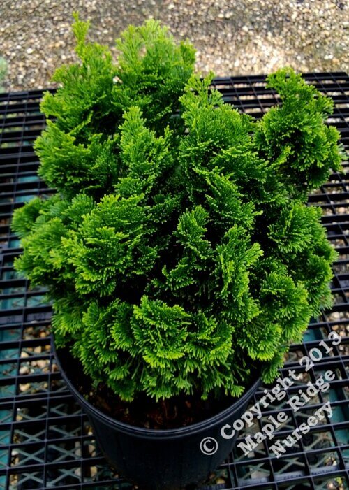 Chamaecyparis obtusa 'Templehof' - mapleridgenursery