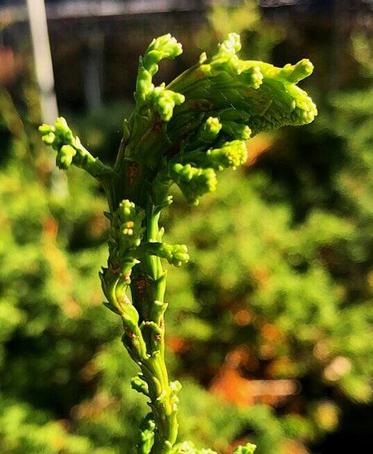 Chamaecyparis obtusa 'Torulosa' - mapleridgenursery