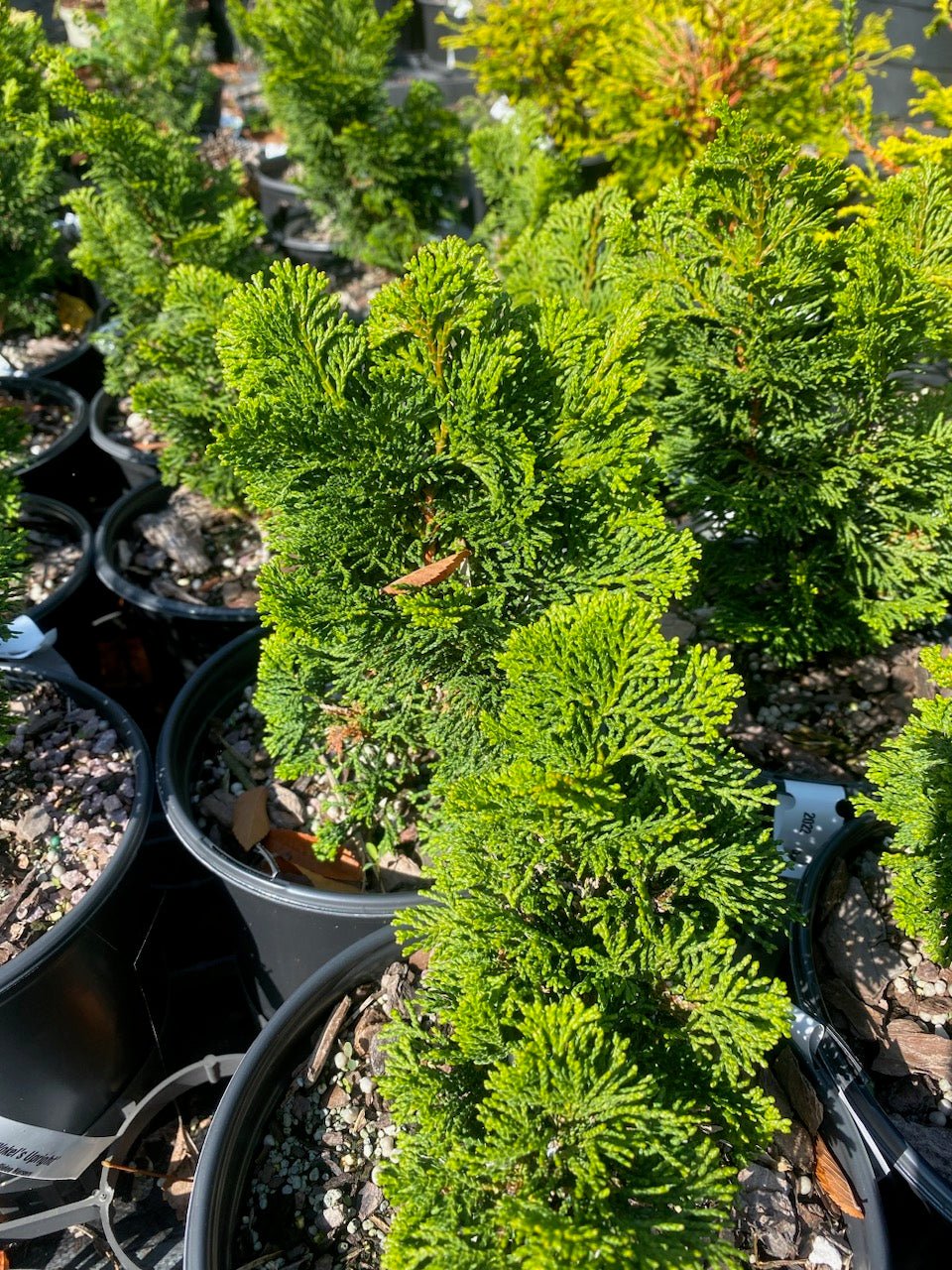 Chamaecyparis obtusa 'Vokel's Upright' - Maple Ridge Nursery