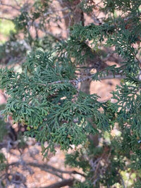 Thumbnail for Chamaecyparis obtusa 'Well's Special' - mapleridgenursery