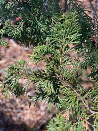 Thumbnail for Chamaecyparis obtusa 'Well's Special' - mapleridgenursery