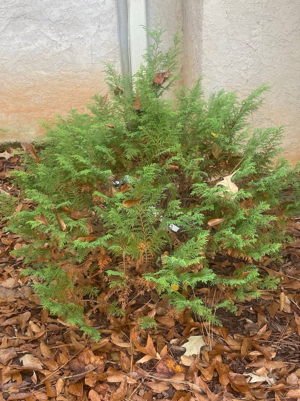 Chamaecyparis pisifera 'Cream Ball' - Maple Ridge Nursery