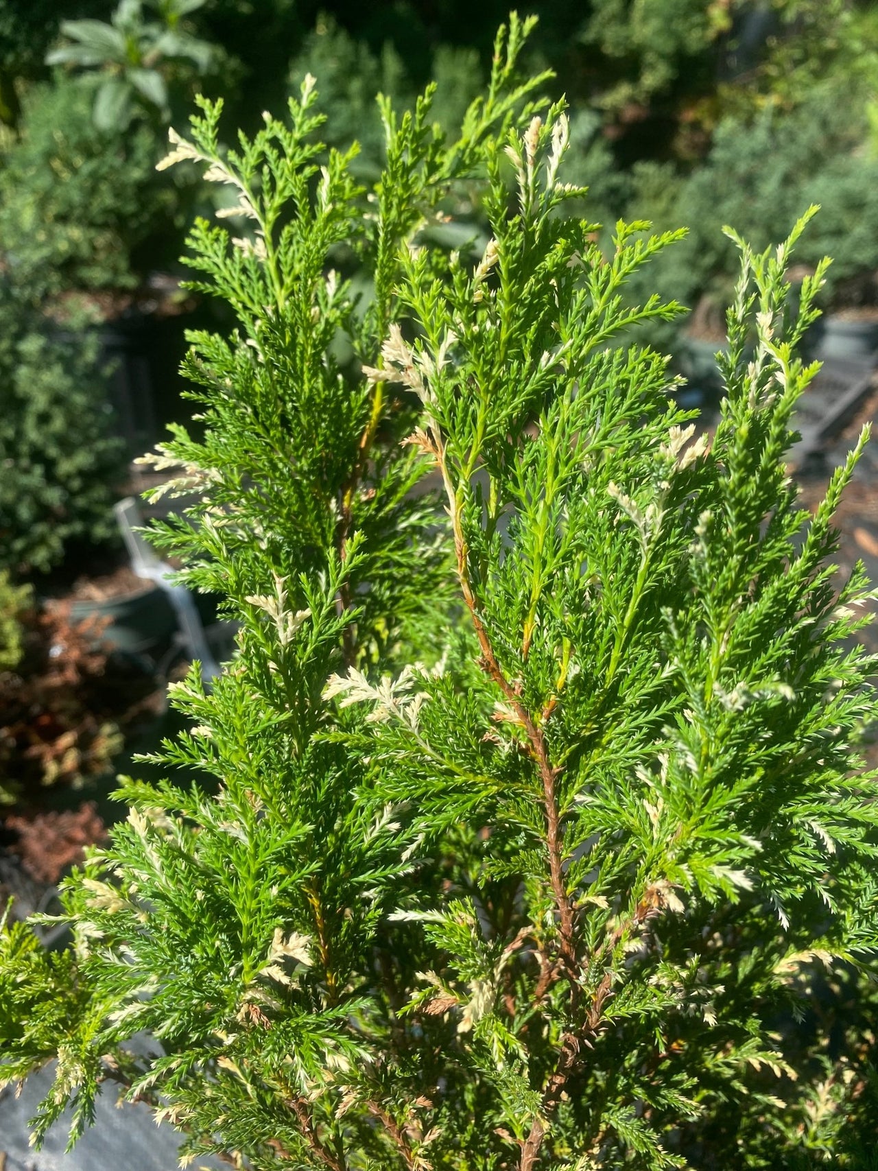 Chamaecyparis pisifera 'Golden Sands' - Maple Ridge Nursery