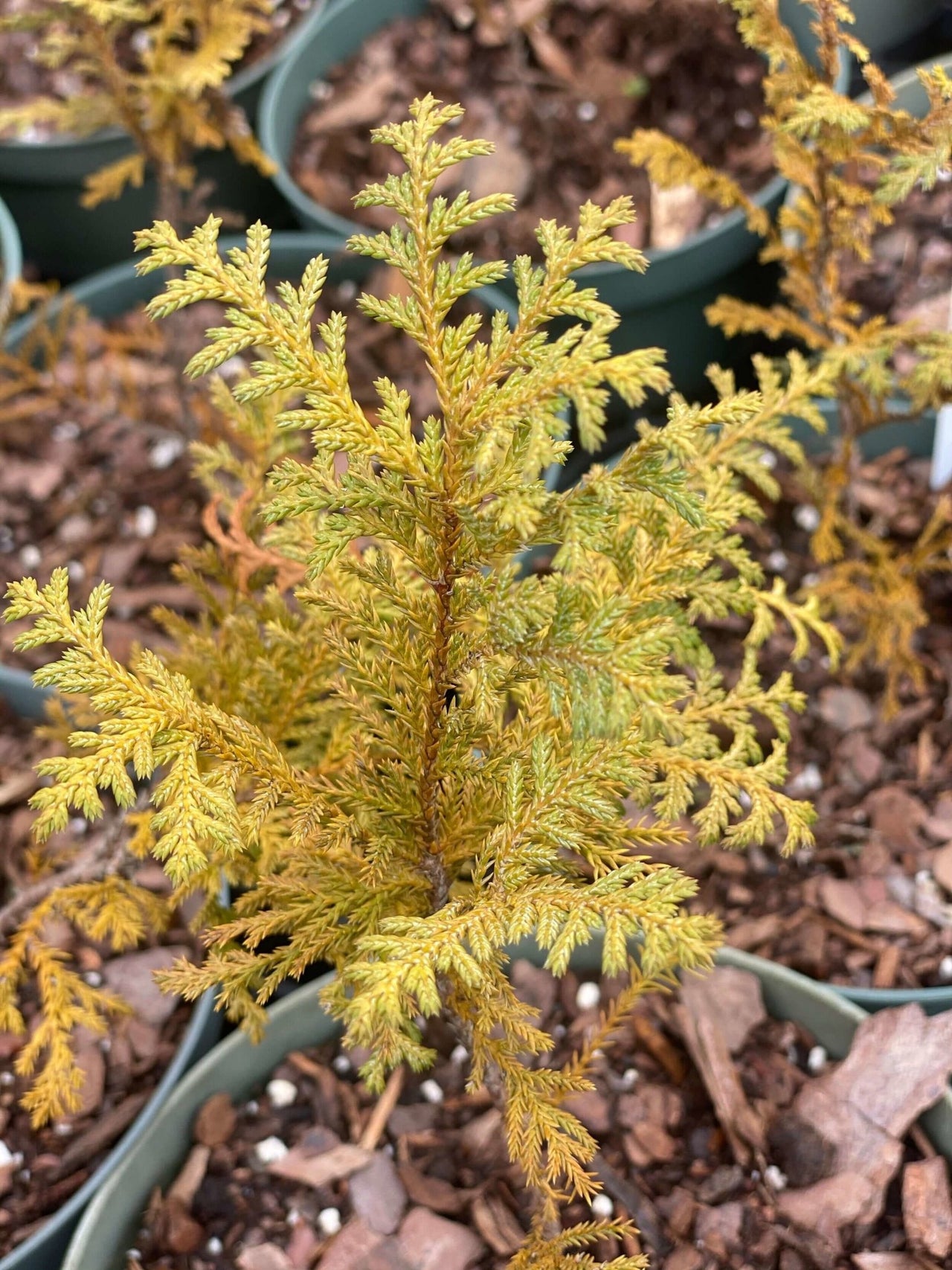 Chamaecyparis pisifera 'Snow' - mapleridgenursery