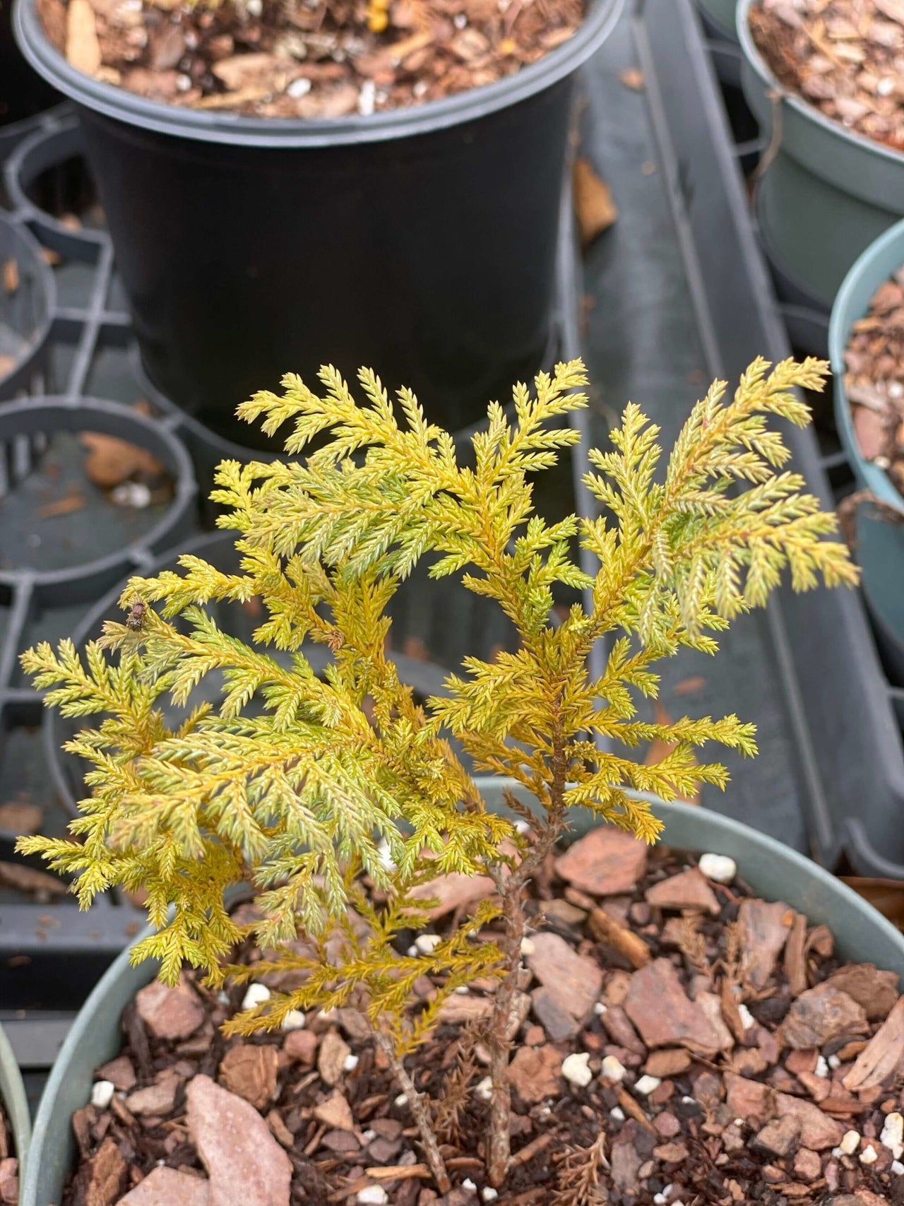 Chamaecyparis pisifera 'Snow' - mapleridgenursery