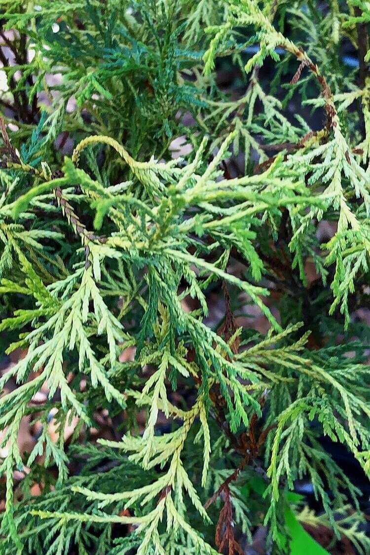 Chamaecyparis pisifera 'Yadkin Gold' - mapleridgenursery