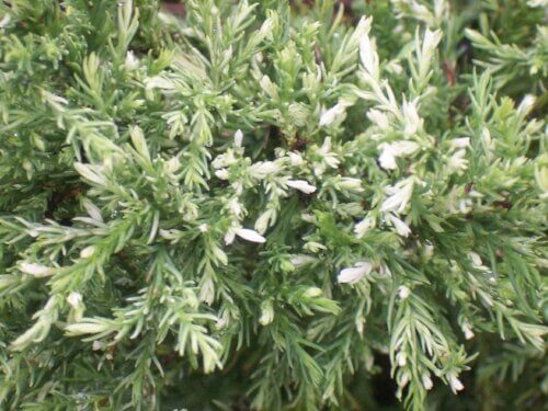 Cryptomeria japonica 'Albo spica' - mapleridgenursery