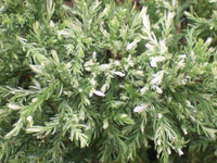 Thumbnail for Cryptomeria japonica 'Albo spica' - mapleridgenursery