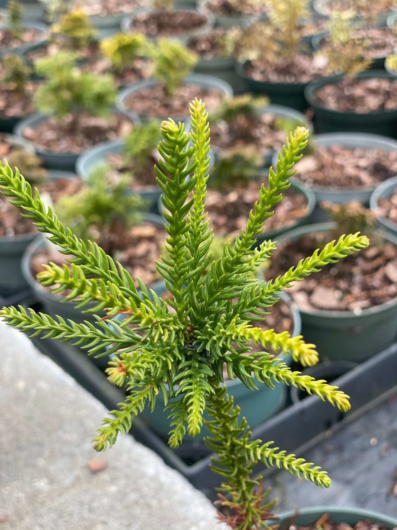 Cryptomeria japonica 'Araucarioides' - mapleridgenursery