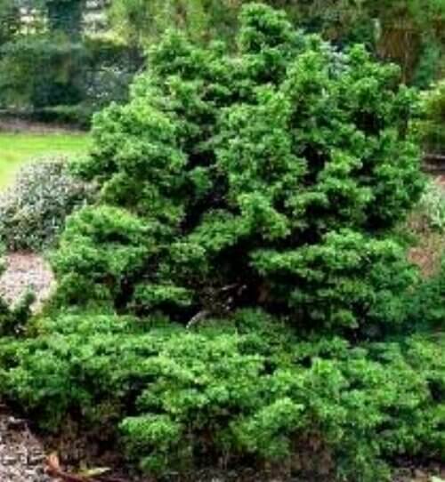 Cryptomeria japonica 'Bandai' - mapleridgenursery