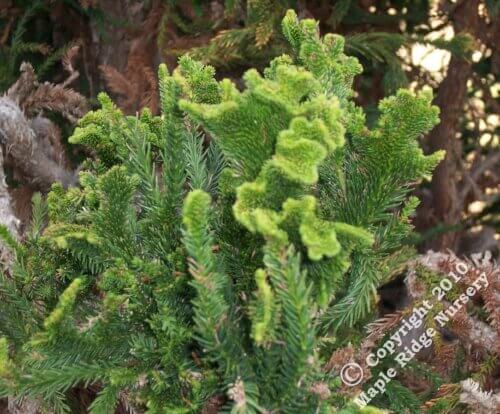 Cryptomeria japonica 'Cristata' - mapleridgenursery