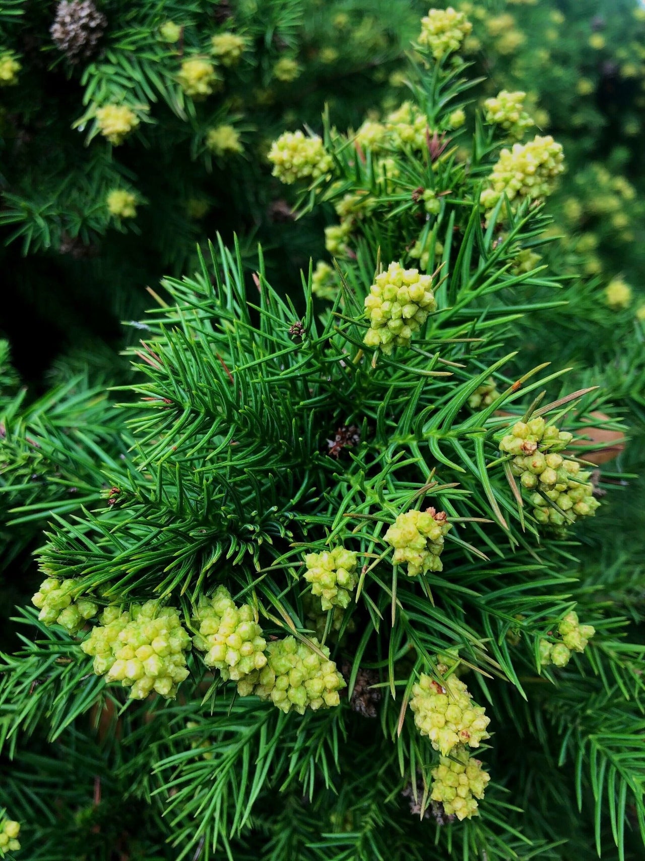 Cryptomeria japonica 'Elegans Nana' - mapleridgenursery