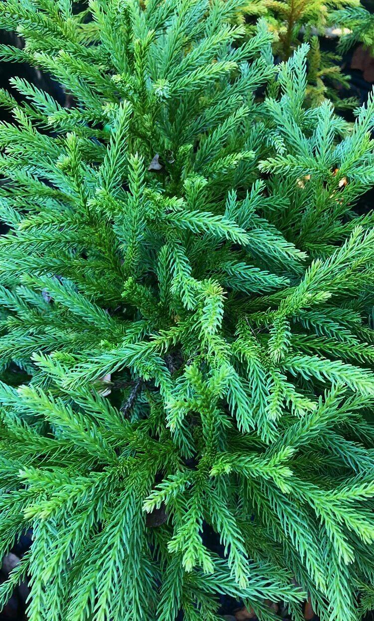 Cryptomeria japonica 'Globosa nana' - mapleridgenursery