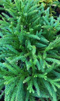 Thumbnail for Cryptomeria japonica 'Globosa nana' - mapleridgenursery