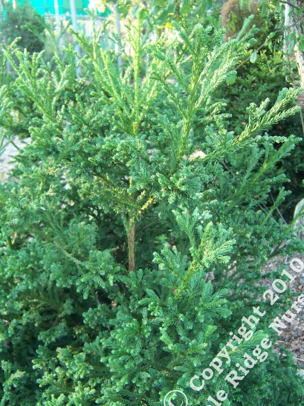 Cryptomeria Japonica 'Gyokuryu' - mapleridgenursery