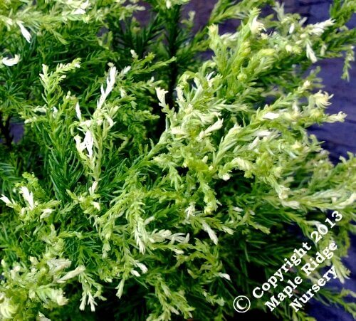 Cryptomeria japonica 'Knaptonensis' - mapleridgenursery