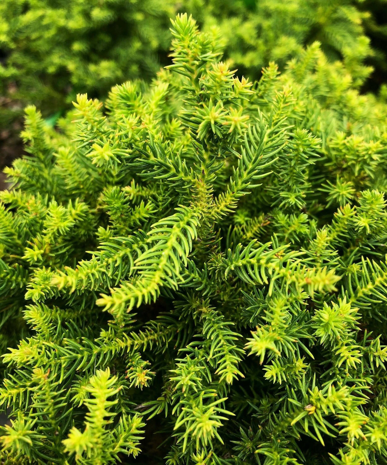 Cryptomeria japonica 'Koshyi' - mapleridgenursery