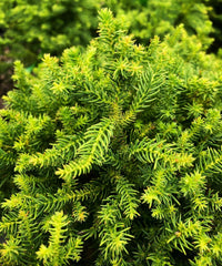 Thumbnail for Cryptomeria japonica 'Koshyi' - mapleridgenursery