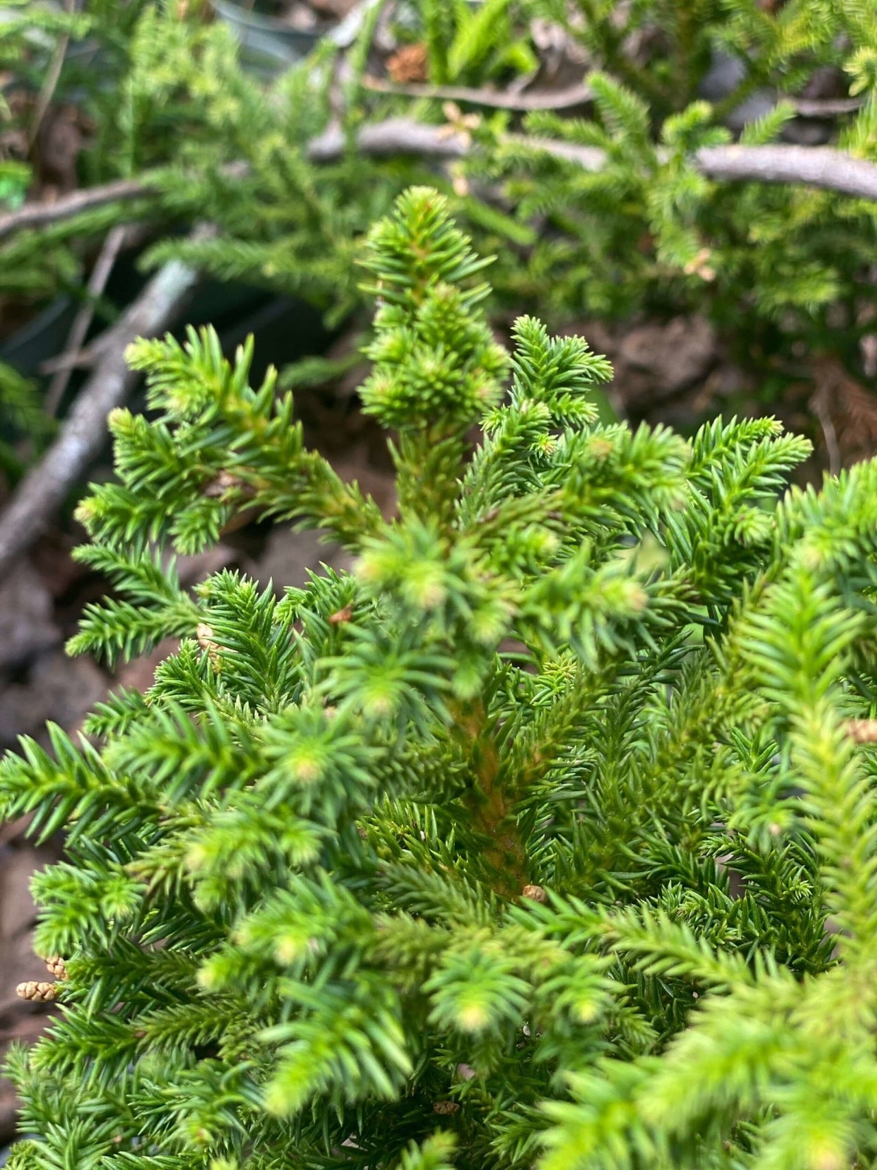 Cryptomeria japonica 'Lobbi Nana' - mapleridgenursery