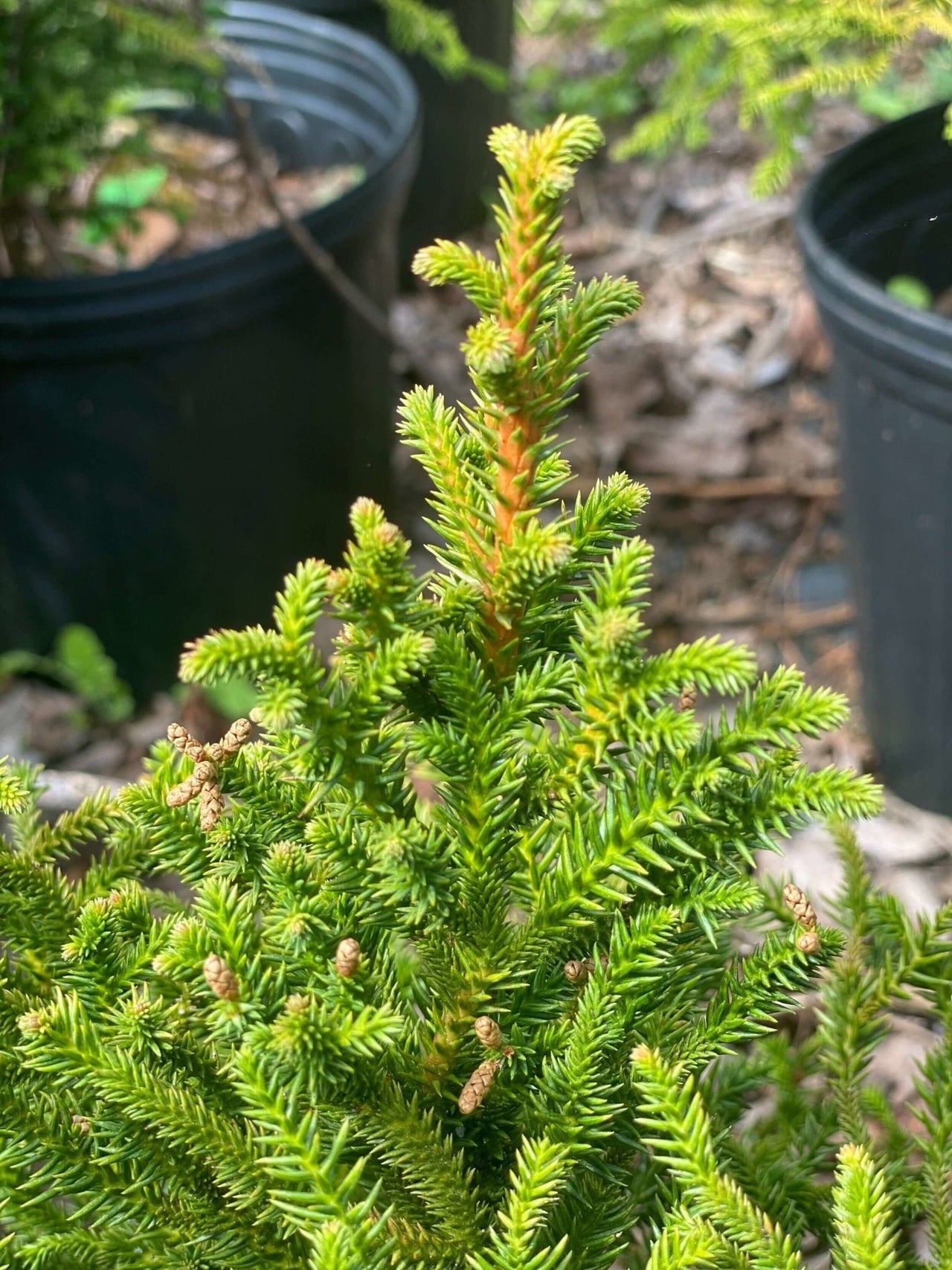 Cryptomeria japonica 'Lobbi Nana' - mapleridgenursery