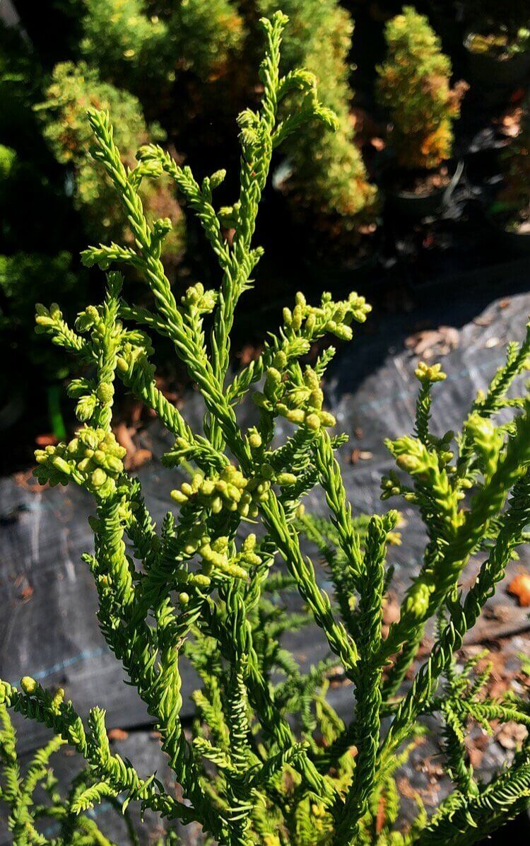 Cryptomeria japonica 'Rasen' - mapleridgenursery