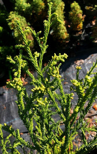 Thumbnail for Cryptomeria japonica 'Rasen' - mapleridgenursery