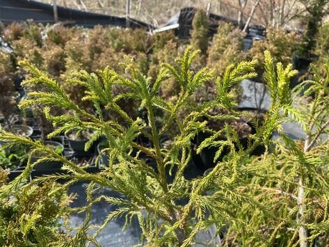 Cryptomeria japonica 'Spiraliter falcata' - mapleridgenursery