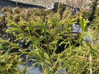 Thumbnail for Cryptomeria japonica 'Spiraliter falcata' - mapleridgenursery