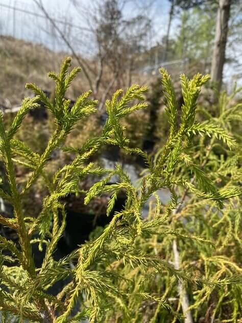 Cryptomeria japonica 'Spiraliter falcata' - mapleridgenursery