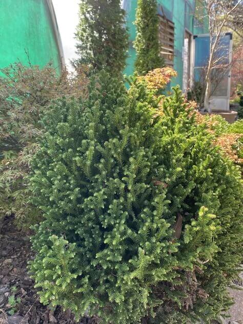 Cryptomeria japonica 'Vilmoriniana' - mapleridgenursery