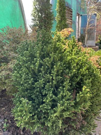 Thumbnail for Cryptomeria japonica 'Vilmoriniana' - mapleridgenursery